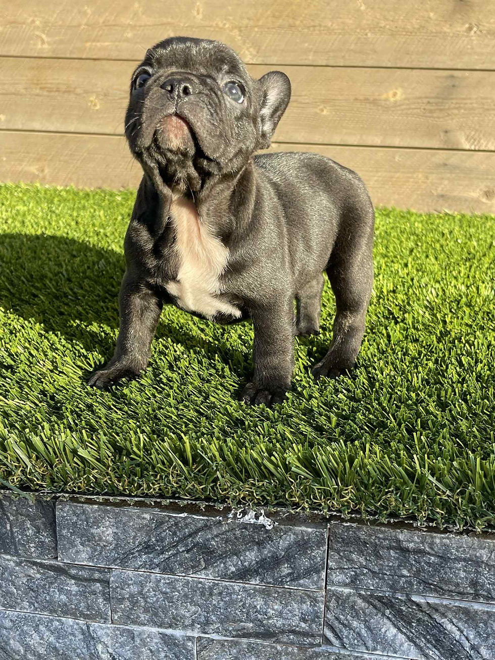 Oreo, Girl French Bulldog