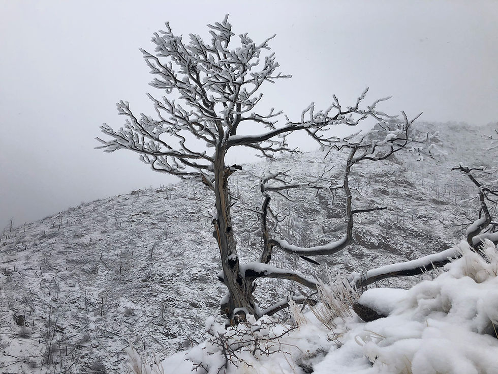 Snowy Scene in Sunshine Canyon