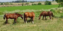 PASTOS ESPACIOSOS