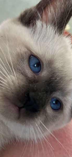 Siamese Kitten Kisses