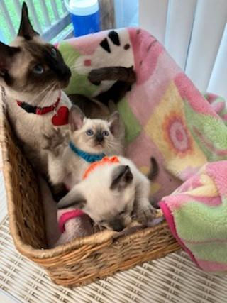 Annamae and two kittens