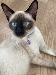 Siamese cat