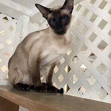 Siamese cat