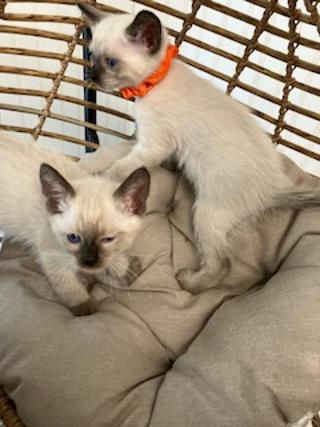 Kittens too cute