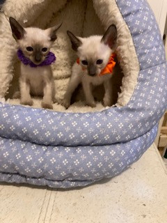 Adult Blue Point and Chocolate Point Siamese