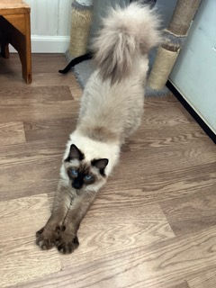 Willow one.jpeg