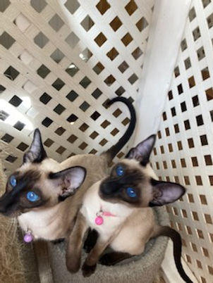 Beautiful Wedge Siamese kittens