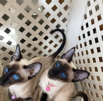 Beautiful Wedge Siamese kittens