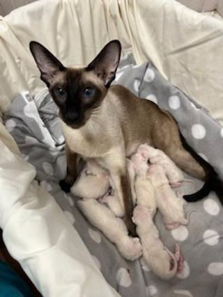 Siamese kitten eating from bowl