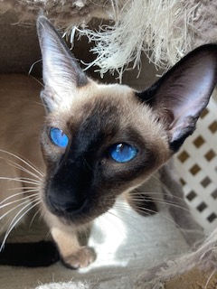 Siamese kittens for sale