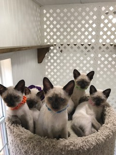Healthy Siamese Kittens