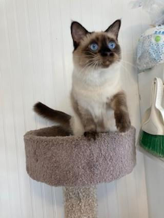 Thumbnail: Lillian Applehead Siamese female