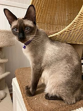 Kittens for sale