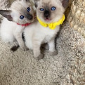 Kittens that are Siamese
