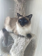Lillian Beautiful Balinese