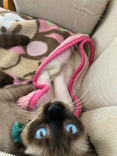 Siamese cats for sale