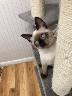 Siamese kittens
