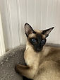 Elsie a beautiful Wedge Siamese