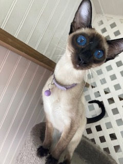 Siamese in Alabama