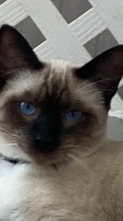 Siamese kittens for sale in Childersburg