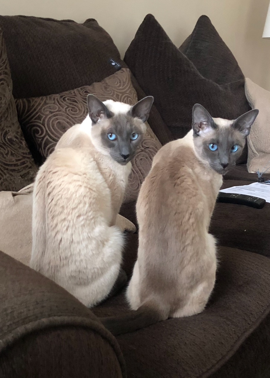 Beautiful Siamese kittens