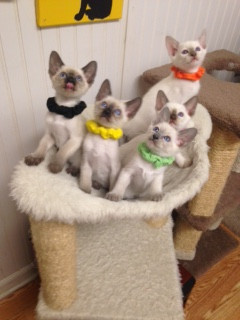 Healthy Siamese Kittens
