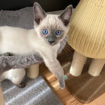 Cats for sale