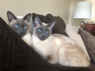 CFA Quality Siamese