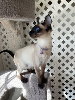 Siamese for sale in Childersburg
