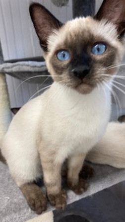 Siamese kittens for sale