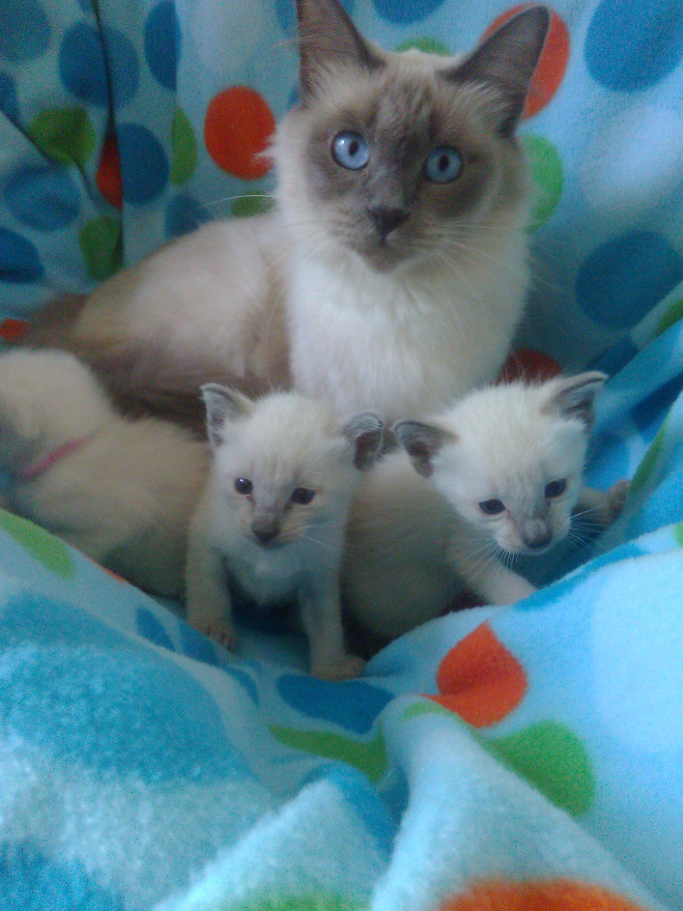 Thumbnail: Holly and her kittens Appleheads