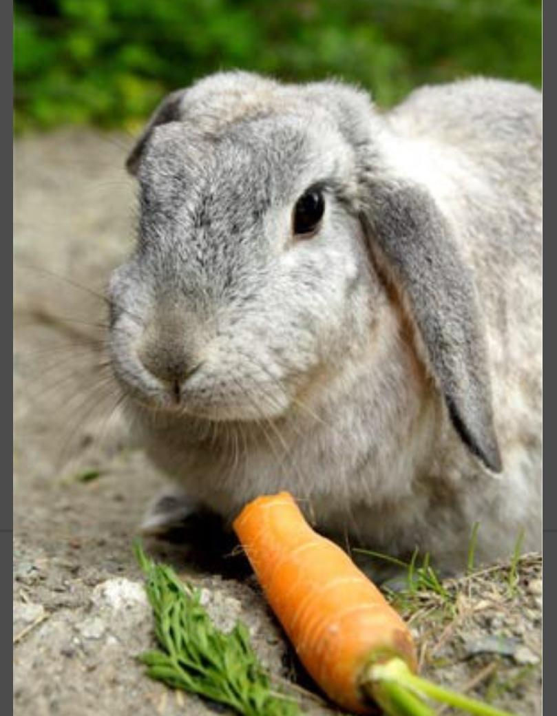 si animal 1