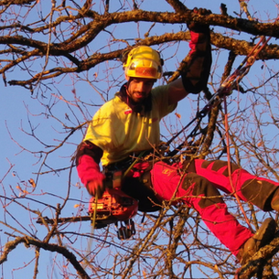 Pierre l'élagueur de Bourgogne en intervention élagage grimpeur dans un arbre