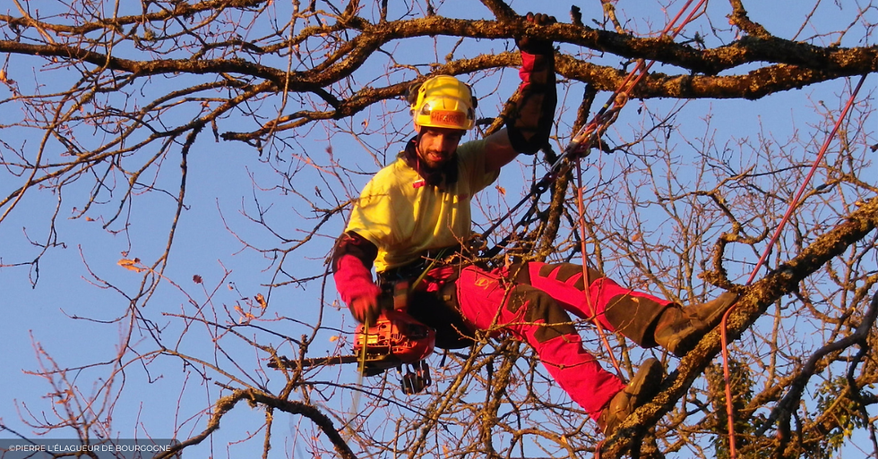 Pierre l'élagueur de Bourgogne en intervention élagage grimpeur dans un arbre
