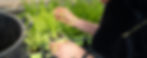 plante