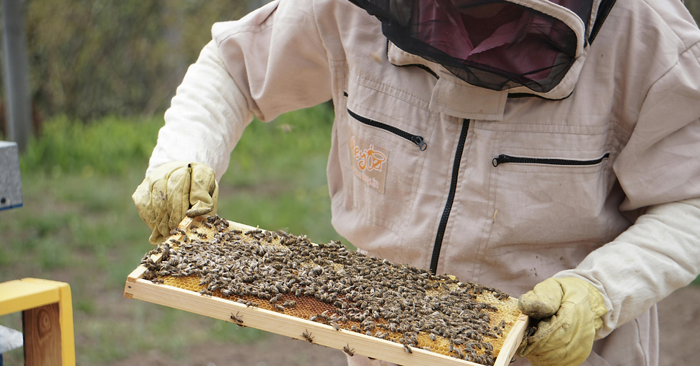 Apiculteur travaillant vers ses ruches.