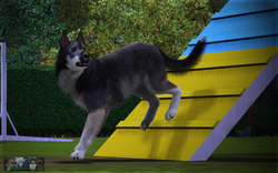 Agility 5