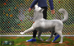 Obedience 5