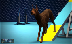 Agility 1