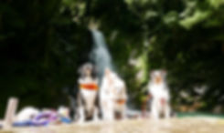 犬