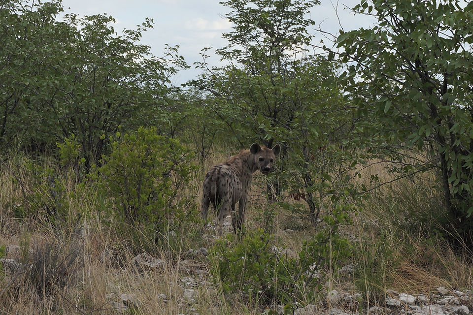 19. Etosha National Park - Aus (1).JPG