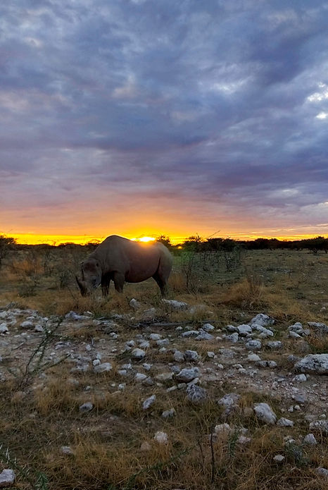 17. Etosha National Park - Okaukuejo (3)