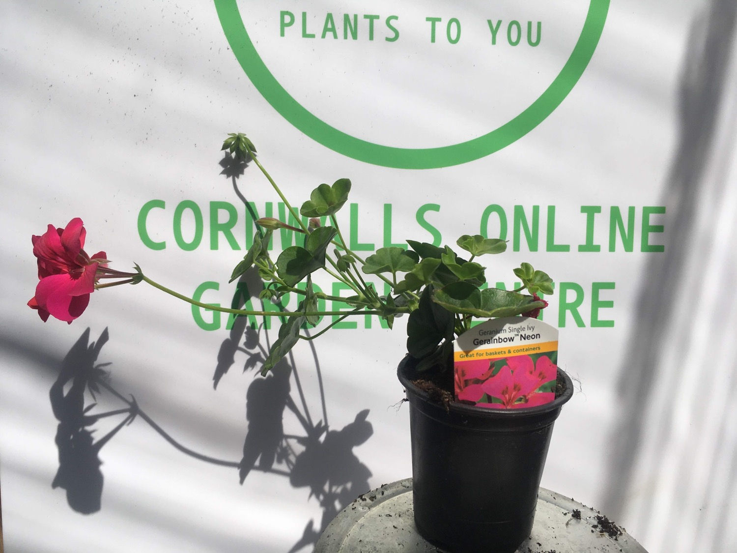 Geranium single ivy
