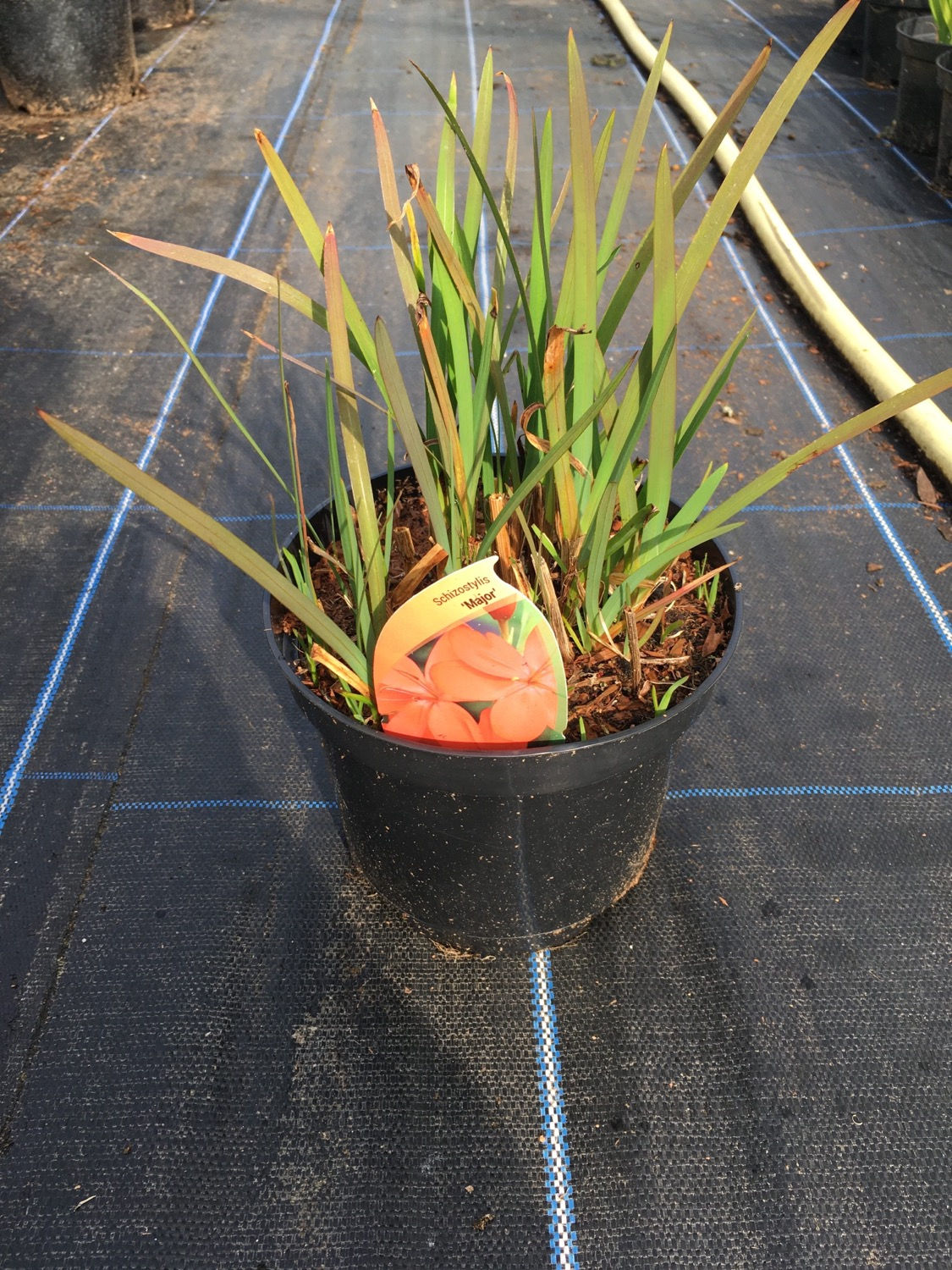 3L Schizostylis coccinea 'Major'  