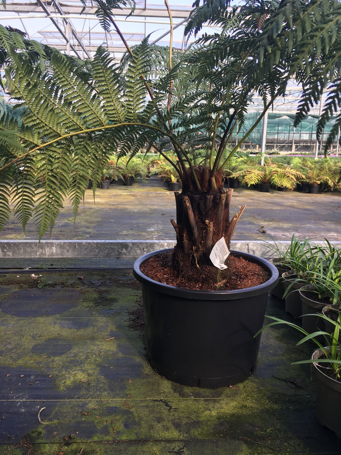 Dicksonia  antarctica treefern  30cmm+ trunk