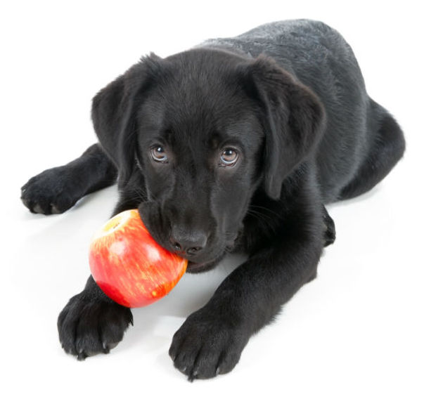 comida natural para caes e gatos