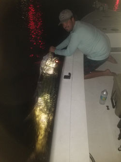 tarpon 2