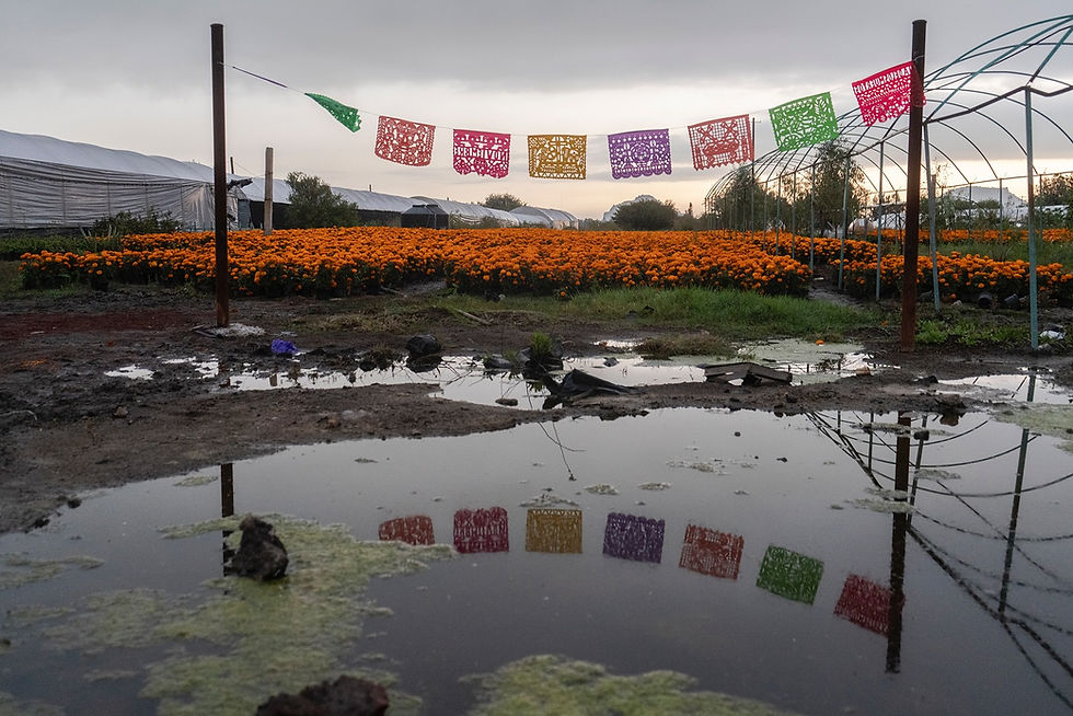 Miniatura: Experiencia Fotográfica Día de Muertos en Xochimilco con Cristopher Rogel