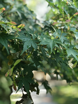 fullsizeoutput_a7d1