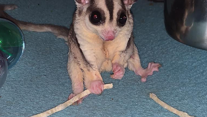 What do I need before my Blue Moon Baby comes home?